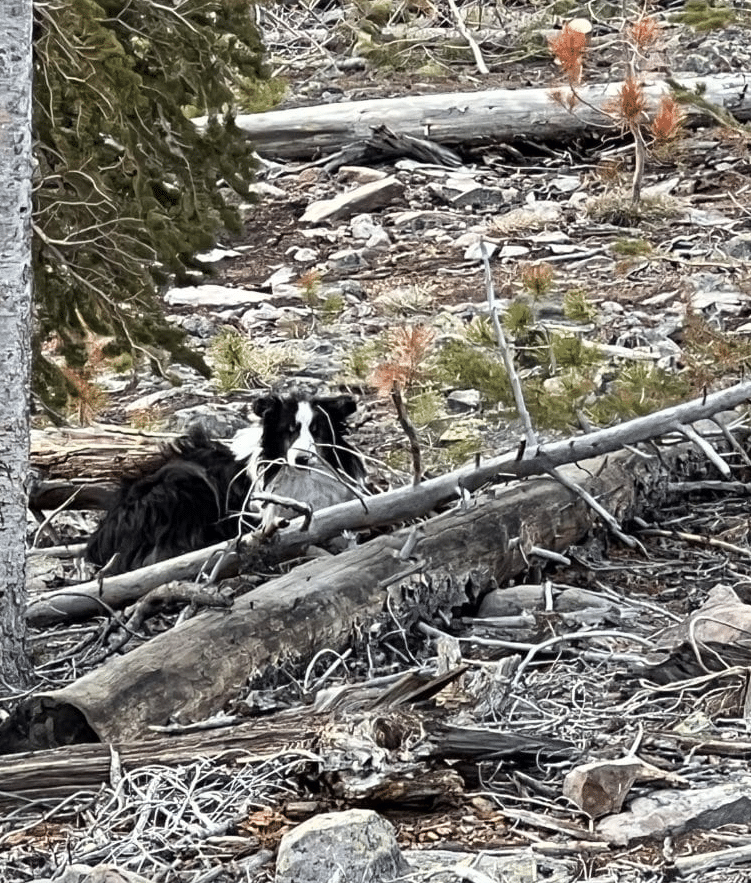 A Breckenridge man’s dog ran off after his wife died. It survived 5